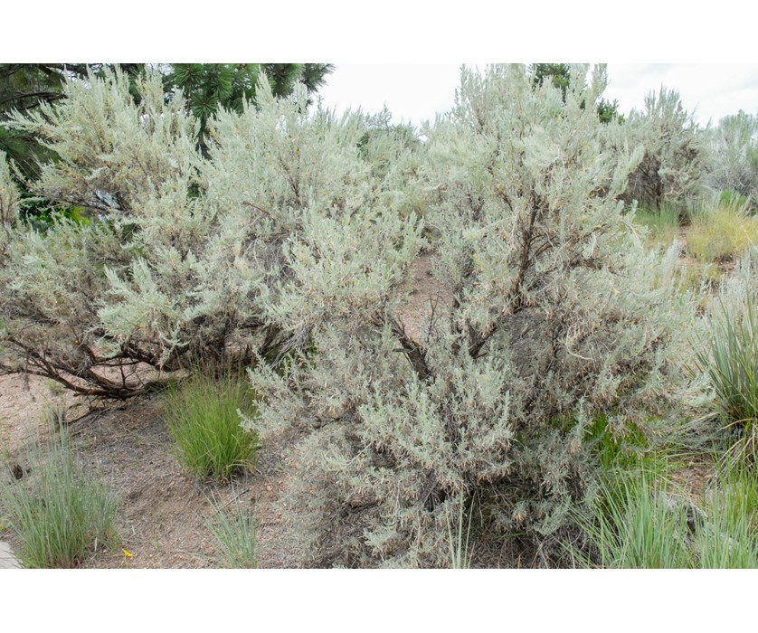 Western Sagebrush